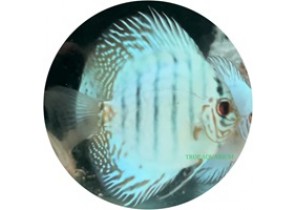 Brilliant Blue Turquoise Discus