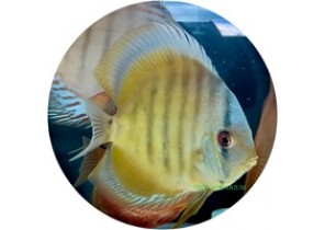 Brown Discus