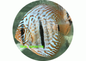 Checkerboard Discus