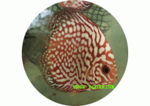 Checkerboard Pigeon Blood Discus