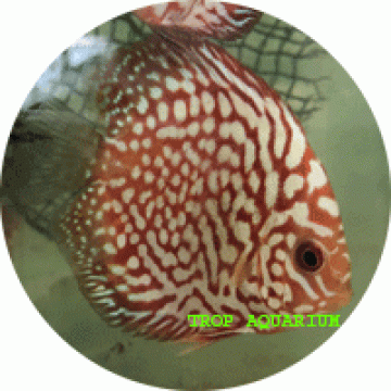 Checkerboard pigeon blood discus