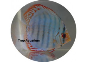 Cobalt Discus
