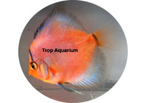 Ghost Discus
