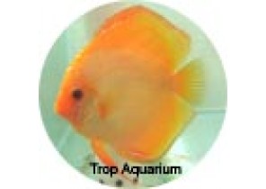 Golden Discus