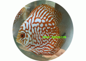 Golden Map Turquoise Discus