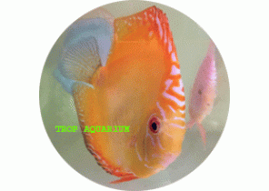 Golden Marlboro discus