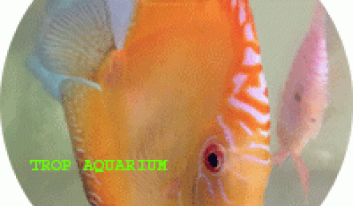 golden marlboro discus