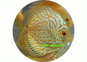 Golden Pigeon Blood Discus