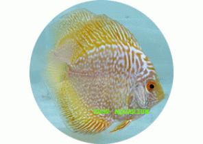 Snakeskin Golden Discus