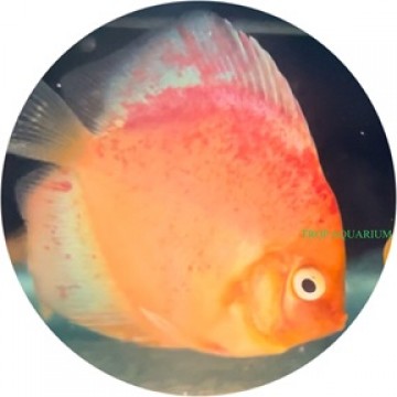 Kohaku discus