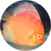 Discus