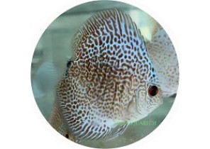 Leopard Snakeskin Discus