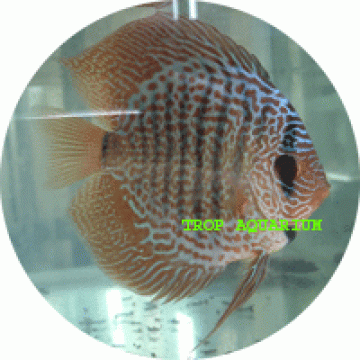 Leopard snakeskin discus
