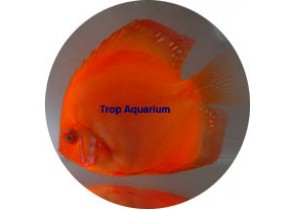 Marlboro Red Discus