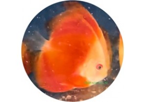Red Melon Discus