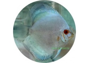 Pearl Diamond Discus