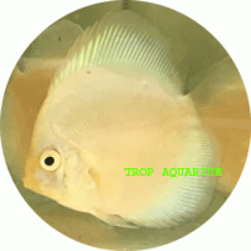 Pearl diamond discus