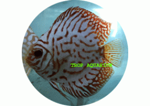 Pigeon Blood Discus