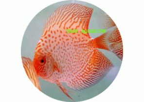 Pigeon Blood Snakeskin Discus