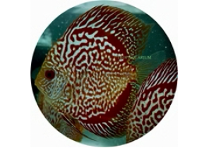 Pigeon Blood Snakeskin Discus
