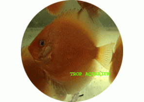 Red Raising Sun Discus