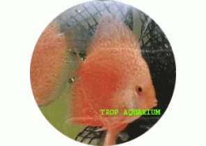 Red Raising Sun Snakeskin Discus