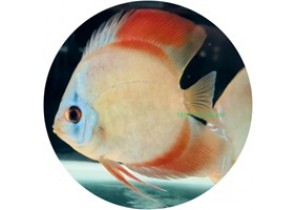 Red Cover Discus
