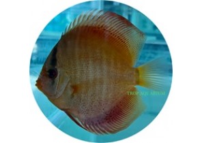 Red Cover Snakeskin Discus