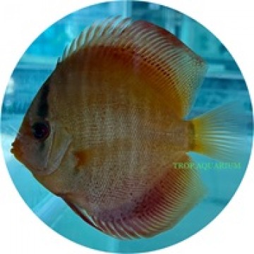 Red cover snakeskin discus