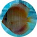 Discus