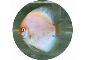 Red Diamond Discus