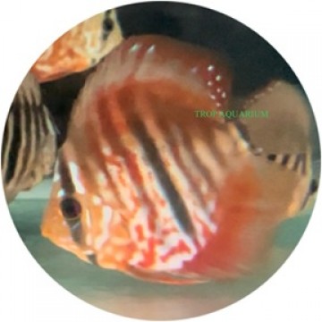 Red ICA Discus