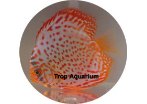 Leopard Red Discus