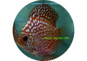 Red Map Turquoise Discus