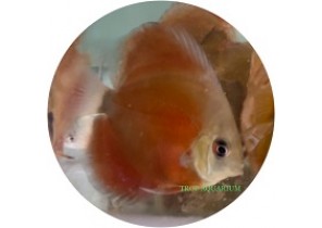 Red Rose Discus