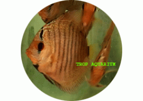 Snakeskin Red Discus