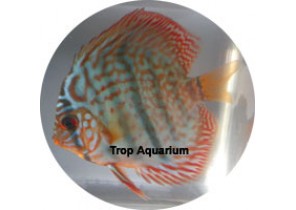 Red Turquoise Discus