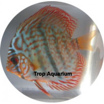 Red turquoise discus