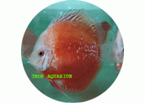 Red/White Discus