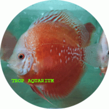 Red/white discus