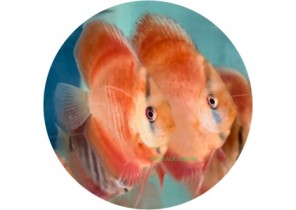 San Merah Discus