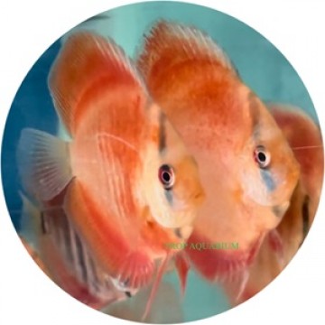 San merah discus