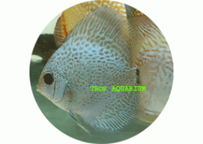 Scorpion Blue Snakeskin Discus