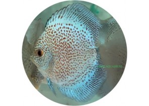 Scorpion Blue Snakeskin Discus