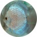 Discus