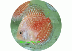 Stardust Discus