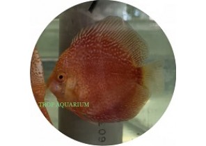 Stardust Snakeskin Discus