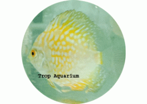 Sun Flower Turquoise Discus