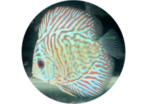 Tiger Discus
