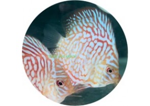 Tiger White Discus